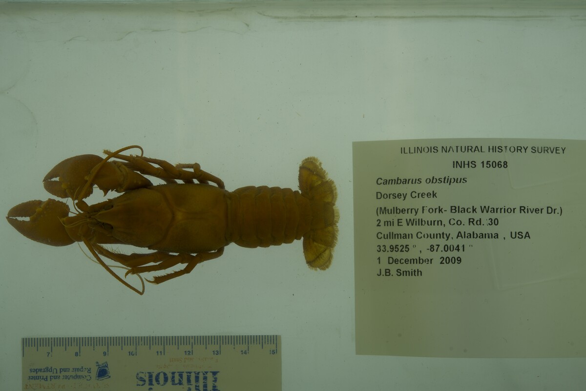 Cambarus obstipus image